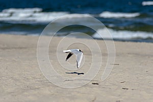 A lonely seagull flying over the beach