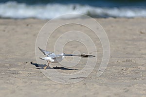 A lonely seagull flying over the beach