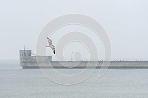 Lonely seagull flying over the harbor bay