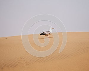 A lonely seagull poses on sand dune in Europe