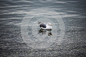 Lonely seagull resting on the calm surface of adriatic sea at the town of Rovinj, Croatia during cold, winter sunset