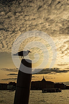 A lonely seagull standing on a pole. The silhouette of a bird against the sunset sky.