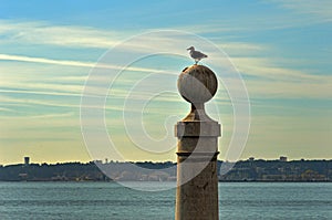 Lonely seagull on a stone ball