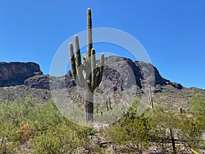 Lonely Sentinel Cactus in Arizona