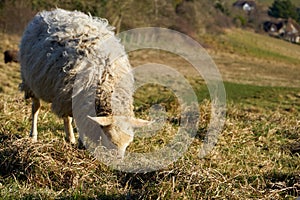 Lonely sheep eating grass in the field with a view of the village. Close up