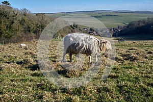 Lonely sheep in the field with a view of the village.