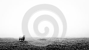 Lonely sheep on a grass field in black and white