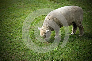 Lonely Sheep Grazing In a Grass Field