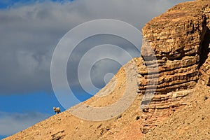 A lonely sheep on the horizon, Chubut, Argentina