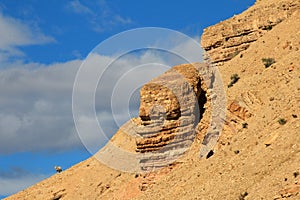 A lonely sheep on the horizon, Chubut, Argentina