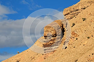 A lonely sheep on the horizon, Chubut, Argentina photo
