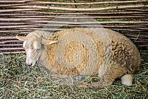 Lonely sheep lies on hay in a corral of twigs