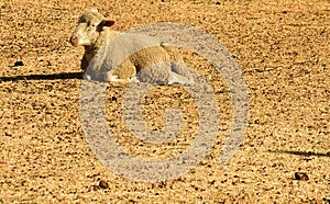 A lonely sheep lying on the yellow grass