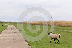 Lonely sheep separated from the herd in typical german landscape