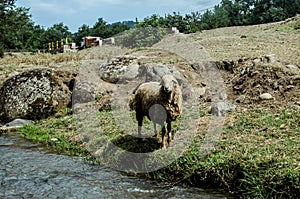 Lonely sheep standing on grass at the riverside. Azerbaijan Lerik