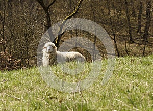 Lonely sheep standing in green grass.