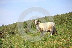 Lonely sheep standing on meadows