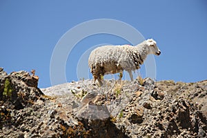 Lonely Sheep on the top of the mountain