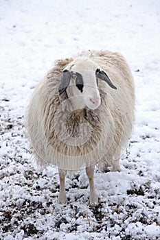 Lonely sheep in winter with thick winter coat