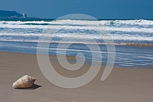 Lonely shell on the beach with waves