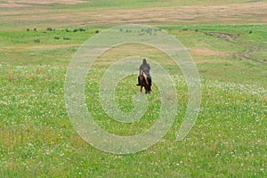 Lonely shepherd on a horse. Myriads of white daisies. Green Hill. Summer season. photo