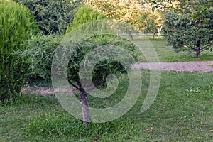 Lonely, short, young, beautiful tree in the garden