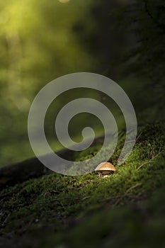 Lonely shroom in the forest.