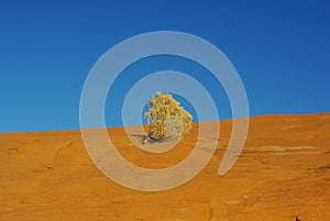 Lonely shrub on orange rock plateau