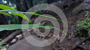 Lonely Signal fly (Scholastes cinctus) with red and white striped eyes crawling on a green leaf.