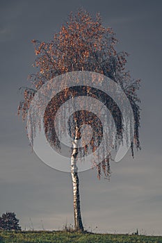 Lonely Silver birch Betula pendula tree in autumn colors, standing in the morning sunlight