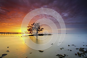 Lonely single tree middle of the sea with dramatic sunset at background.