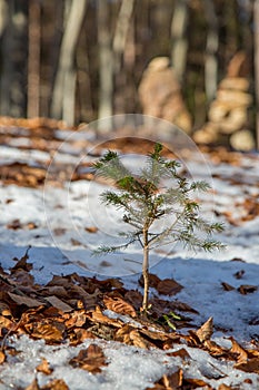 Lonely small pine tree in Austrian forest. Beautiful winter evening and cold frosty winter sunset. Selective focus. Close-up