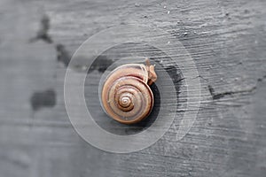 a small snail was crawling on the wall