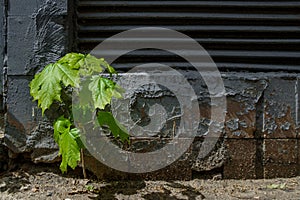 Lonely small sprout of a maple against the background of a dark concrete wall