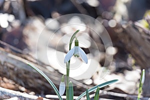 lonely snowdrop