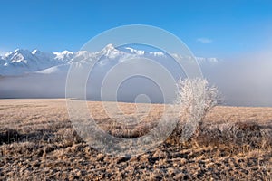 Lonely solitary frozen bush tree in an open autumn field on the snow mountain background. Beautiful sunny foggy morning in the