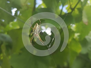 Lonely Spider