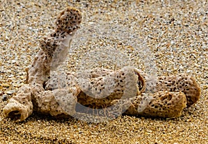 Lonely Sponge on the Beach