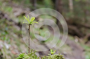 Lonely sprout in the forest in focus