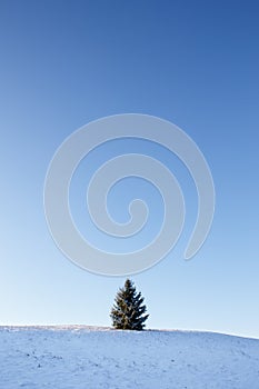 Lonely spruce