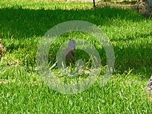 A lonely squirrel in the lawn at sunlight