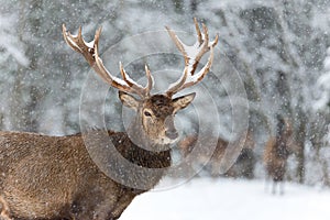 Lonely stag with Snowflakes. of a noble red deer, while looking at you in winter time. Wild buck deer with large antlered in the s