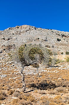 Lonely standing olive tree with mountain and blue sky in the background