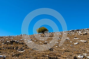 Lonely standing olive tree with mountain and blue sky in the background.