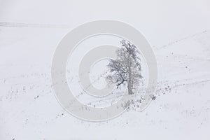 Lonely standing tree on a snowy mountainside in snowfall