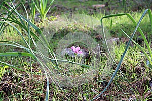 Lonely Star windflower. Latin name is anemone hortensis