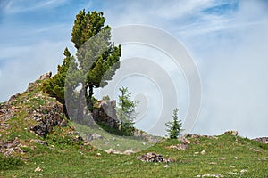 Lonely stone cliff with a cedar tree on the top