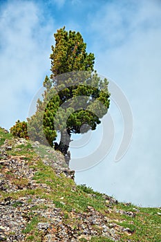 Lonely stone cliff with a cedar tree on the top