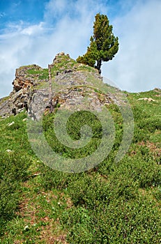 Lonely stone cliff with a cedar tree on the top