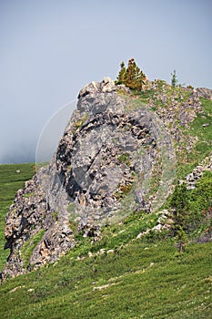 Lonely stone cliff with a cedar tree on the top